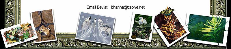 Beverley J. Hanna - Blog bottom frame