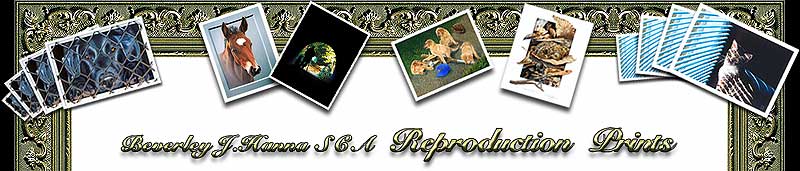 Beverley J. Hanna - Blog top frame