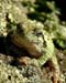 link to Beverley J. Hanna Photograph 'Tree Frog'
