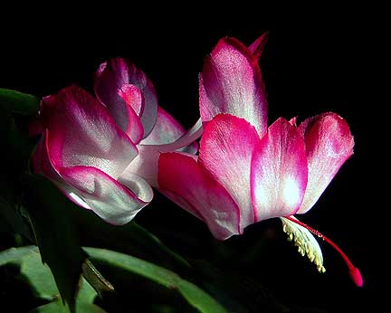 Beverley J. Hanna - Photograph 'Christmas Cactus #1'